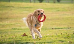 宠物爆料视频,萌宠日常大揭秘！
