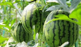 吃瓜全集免费看,揭秘娱乐圈幕后真相，免费畅享独家内容