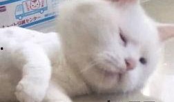 羊了个羊娱乐爆料,揭秘热门游戏背后的故事与幕后花絮