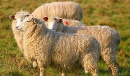 羊了个羊娱乐爆料,揭秘热门游戏背后的故事与幕后花絮