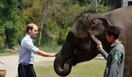 威廉爆料龟龟王子视频,威廉爆料视频背后的惊人真相