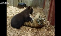 西班牙熊崽在线观看,在线观看一场自然奇观的亲密接触