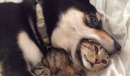 猫百味大哥爆料视频,视频内容大曝光！