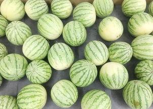 每日大赛 吃瓜入口,吃瓜入口,揭秘娱乐圈幕后风云