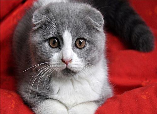 娱乐吃瓜君七七和折耳猫,娱乐圈的甜蜜邂逅