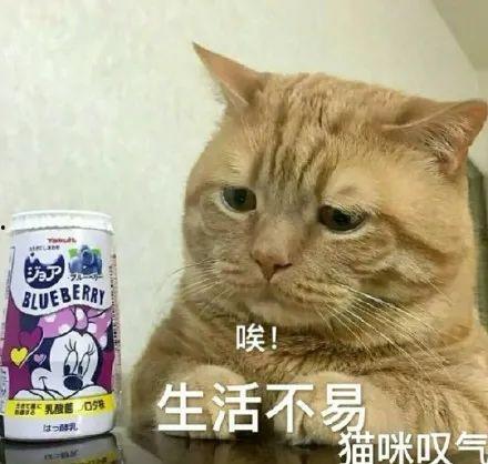 娱乐圈猫猫吃瓜图片,萌态十足揭秘明星幕后趣闻